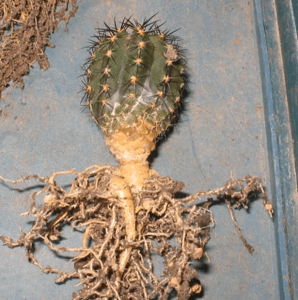 🌵 Perché coltivare cactus senza pensare ai microrganismi è un&nbsp;errore