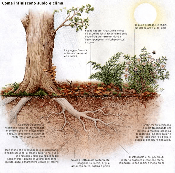 Perchè utilizzare i microrganismi nelle piante&nbsp;ornamentali