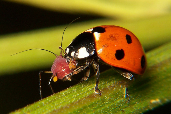 🐞 Come prevenire e combattere i parassiti più comuni senza&nbsp;chimica
