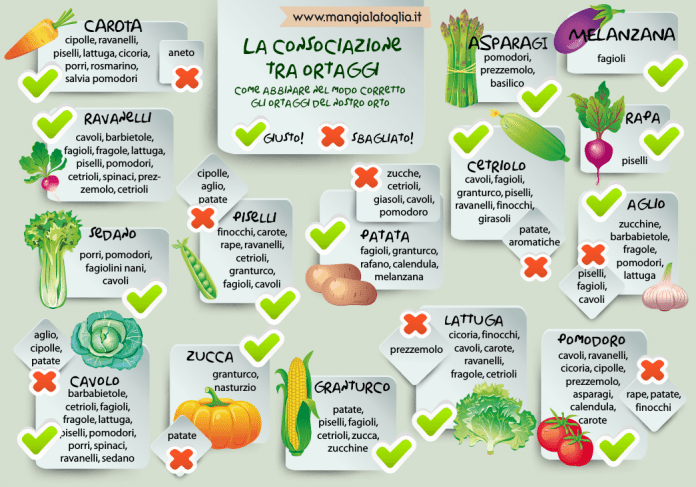 🌾 Rotazioni e consociazioni: come usarle per migliorare resa e&nbsp;salute