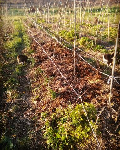 🌿 5 errori da evitare quando si inizia un orto o un&nbsp;giardino