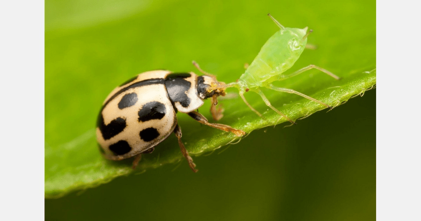 🐞 Il ruolo della biodiversità nell’orto: come attirare insetti&nbsp;utili