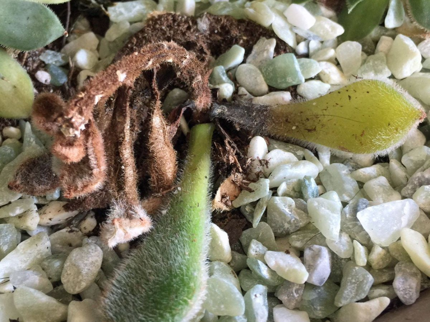 🌵 Terriccio giusto, pianta sbagliata: l’errore più&nbsp;comune