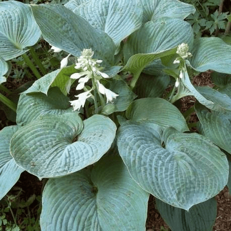 🌿 Piante ornamentali che resistono&nbsp;all’ombra