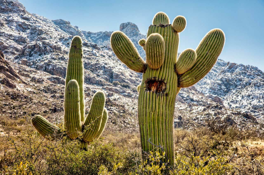 🌎 Distribuzione e habitat dei cactus: dai deserti ai boschi&nbsp;umidi
