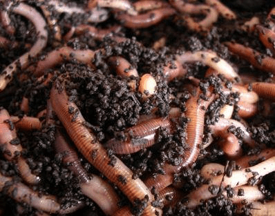 Come fare e utilizzare il vermicompost nelle&nbsp;piante