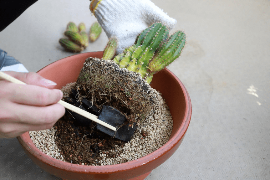 🌵 Il suolo ideale e i rinvasi nei cactus: dove nasce (o muore) la salute della&nbsp;pianta