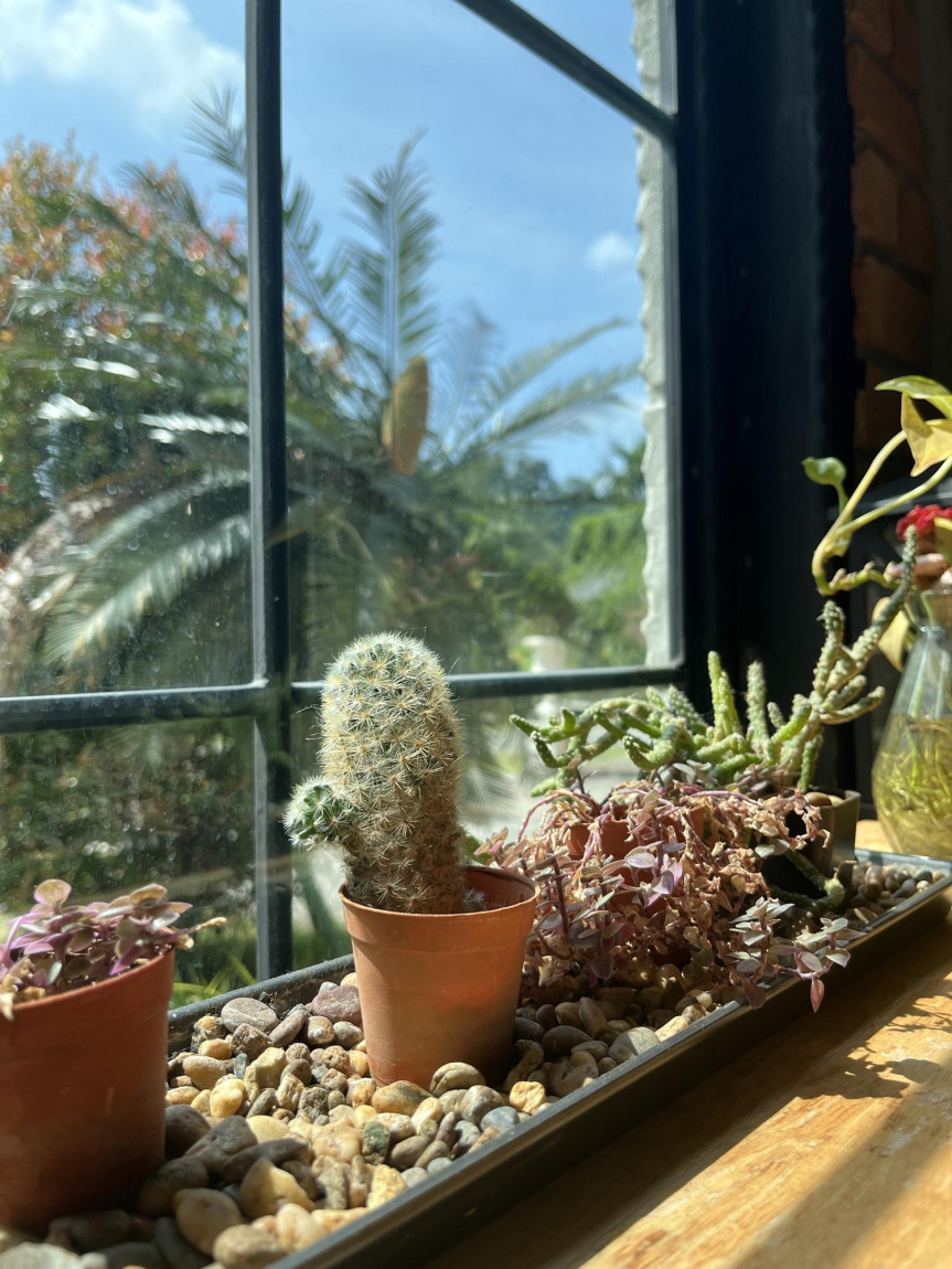 ☀️ L’esposizione dei cactus: come luce e sole determinano salute e&nbsp;fioriture
