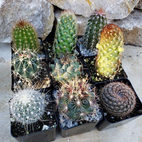 🌵 Coltivazione dei cactus per&nbsp;negati