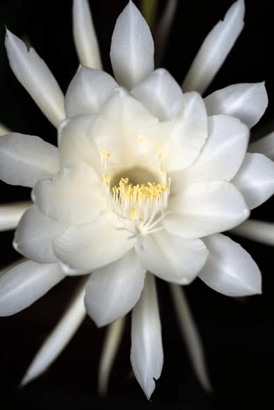 Fioriture notturne: Epiphyllum e Cereus, lo spettacolo che dura una&nbsp;notte