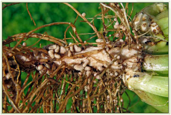 I microrganismi fanno il lavoro che i fertilizzanti non possono&nbsp;fare