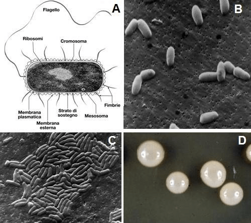 Non è magia: è biologia del suolo&nbsp;🌱🔬