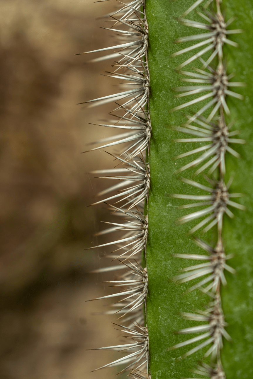 Perché le spine sono foglie trasformate&nbsp;🌵🔬