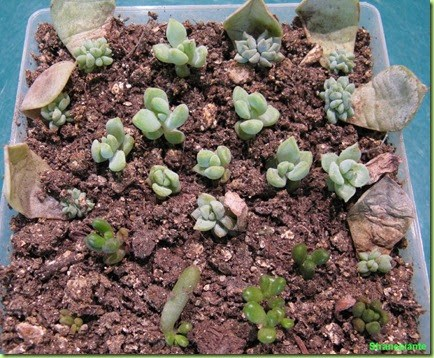 Fare reddito con le piante succulente e cactacee: passione che può diventare&nbsp;lavoro