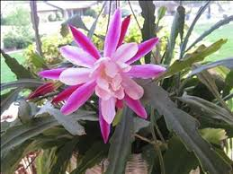 Cactus epifiti: perché non tutto nasce nel deserto&nbsp;🌵🌳