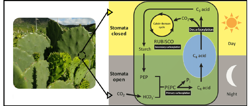 CAM, metabolismo e sopravvivenza: la biochimica dei cactus&nbsp;🌵⚗️