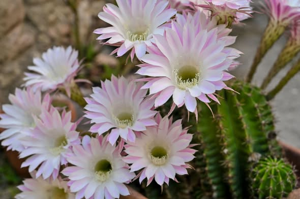 Cactus e succulente dalle fioriture più belle: quando il deserto esplode di&nbsp;colore