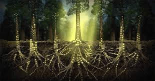 🌿 L’intelligenza del mondo vegetale: ciò che non vediamo, ma che decide il&nbsp;futuro