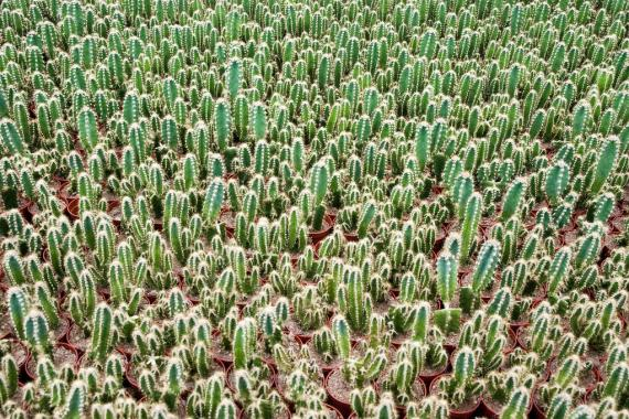 Perché studiare cactus e succulente oggi è scientificamente strategico