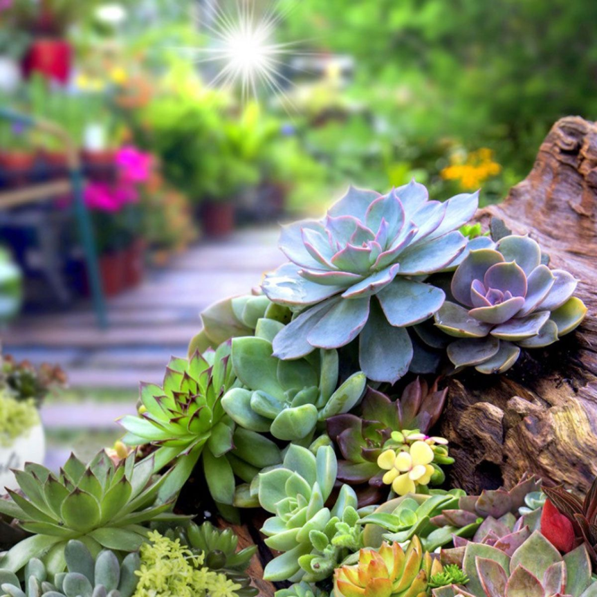Succulente e cactus nel verde urbano: opportunità reali e limiti&nbsp;tecnici