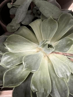 Resistere non significa crescere: come leggere lo stress nelle&nbsp;succulente