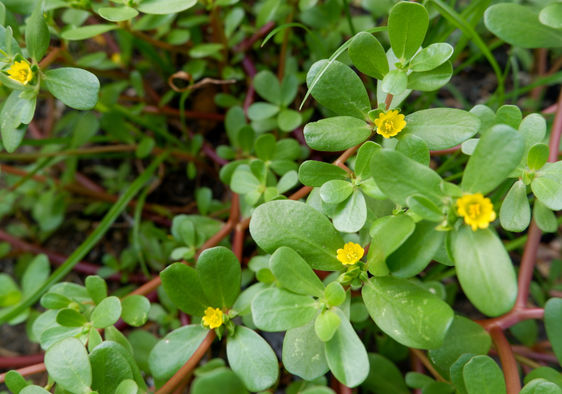 Succulente e cambiamento climatico: cosa sappiamo e cosa stiamo&nbsp;sottovalutando
