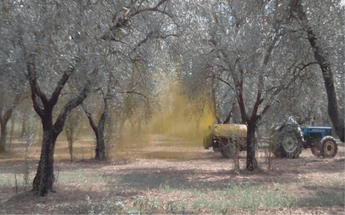 Uso e valutazione dei biostimolanti sulle piante di olivo: stato dell’arte e&nbsp;prospettive