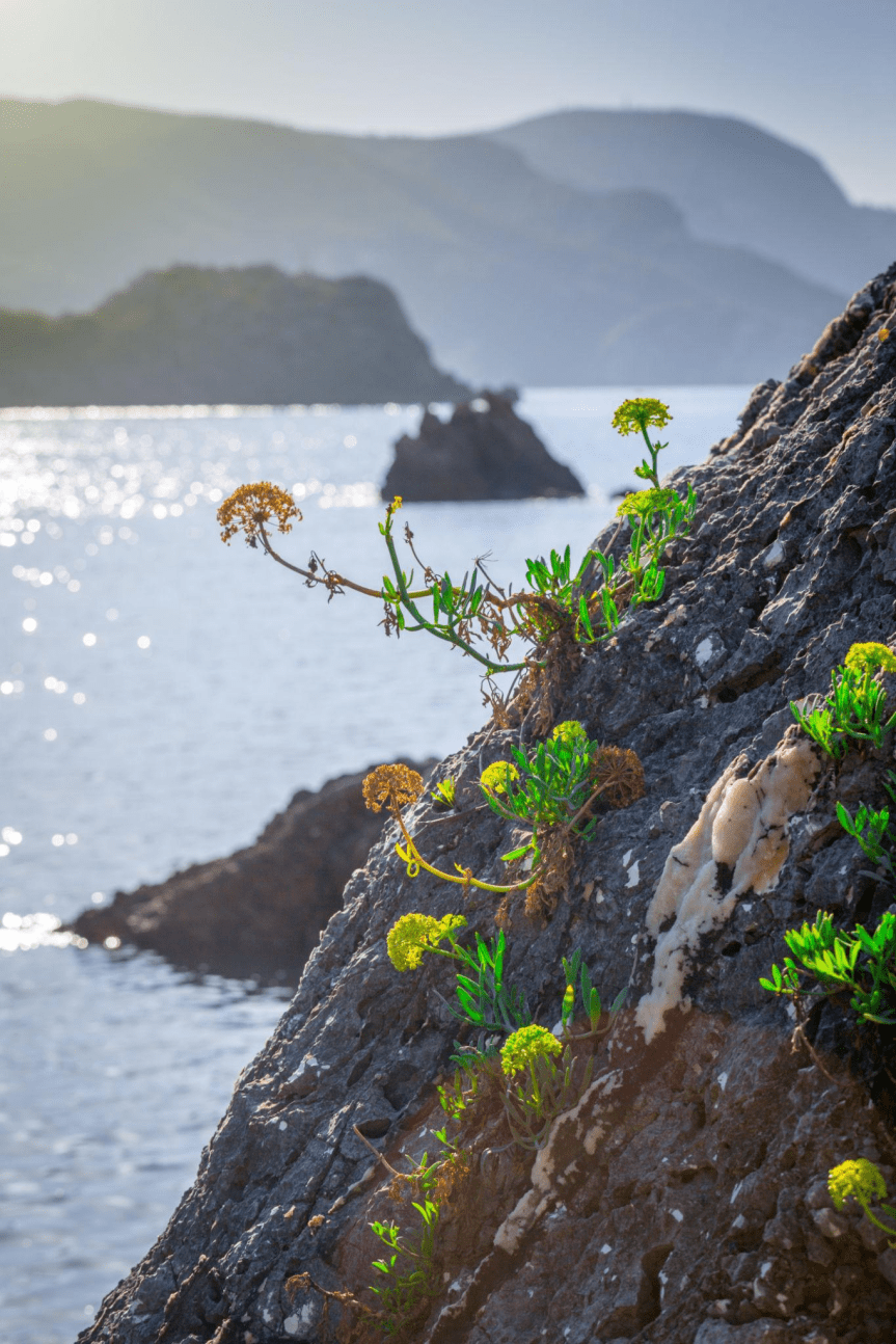 Strategie di adattamento delle piante succulente ai cambiamenti climatici nel&nbsp;Mediterraneo