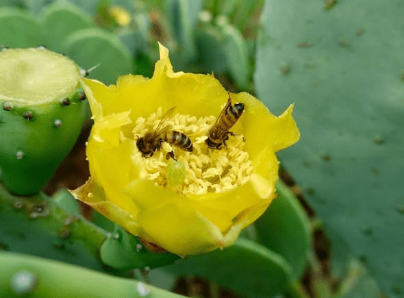 Produrre miele dai cactus e dalle succulente: un incontro tra resilienza e&nbsp;biodiversità