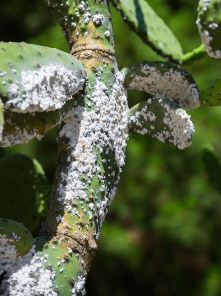 La lotta agli organismi dannosi dei cactus: come riconoscerli e&nbsp;combatterli