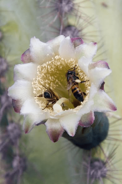 Ibridazione dei cactus: creare nuove forme e&nbsp;colori
