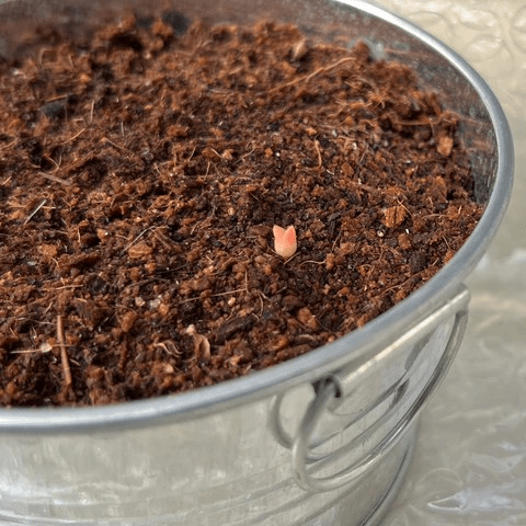 Metodi di propagazione gamica e agamica dei cactus e delle&nbsp;succulente