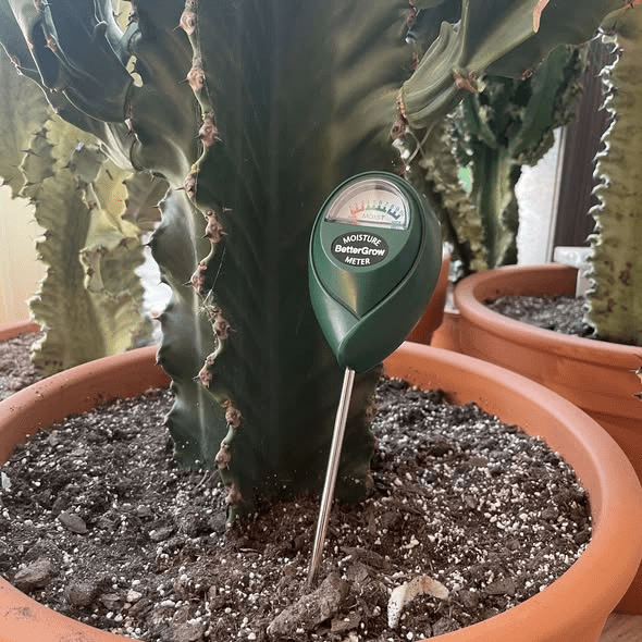 Cactus: il mito dell’acqua una volta al mese (e perchè è&nbsp;pericoloso)