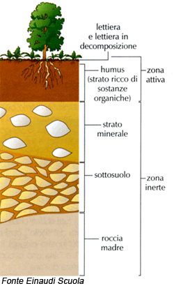 🌱 Il suolo è il vero capitale dell’agricoltura