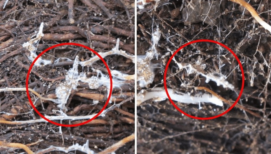 🌱 Il futuro dell’agricoltura è biologico prima che&nbsp;tecnologico