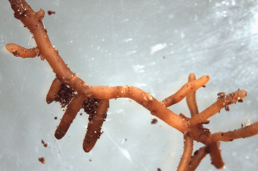 🦠 La microbiologia del suolo decide il destino delle&nbsp;colture