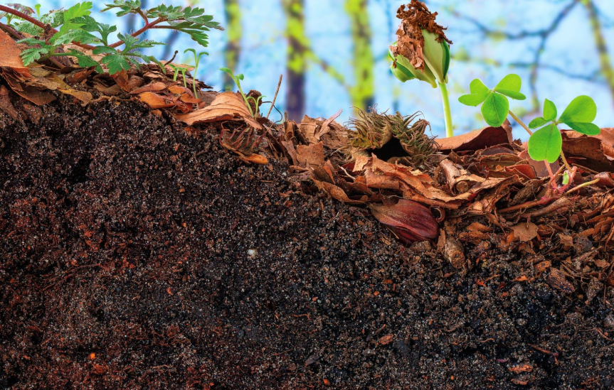 🌍 Nutrire il suolo è più importante che nutrire la&nbsp;pianta