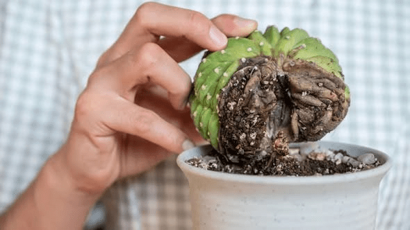 Cactus: vasi belli ma mortali (senza&nbsp;drenaggio)