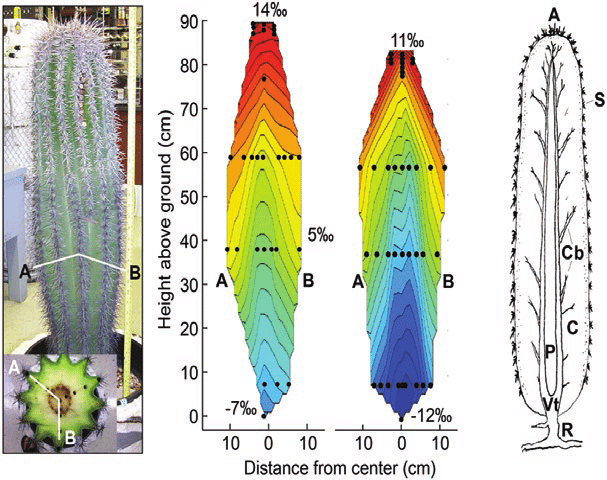 🌵 “I cactus non sono piante resistenti: sono piante&nbsp;intelligenti”