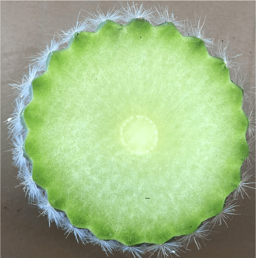 🌵 La lentezza come strategia evolutiva: cosa insegnano i&nbsp;cactus