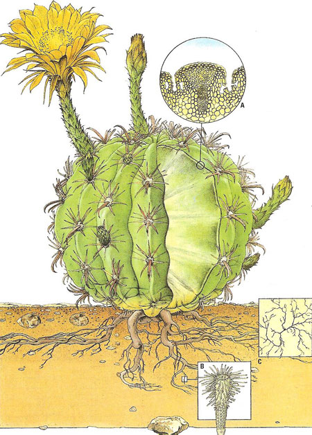 🌵 Perché i cactus non competono, ma&nbsp;ottimizzano