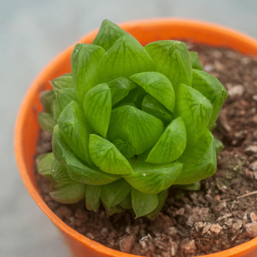 🌿 Le piante che hanno già risolto il problema&nbsp;dell’acqua