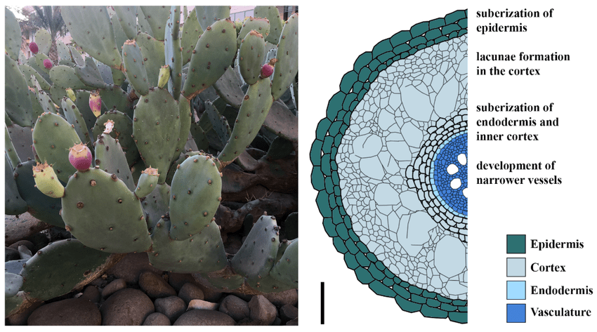 🌵 Sotto un cactus vive più vita di quanto&nbsp;immagini