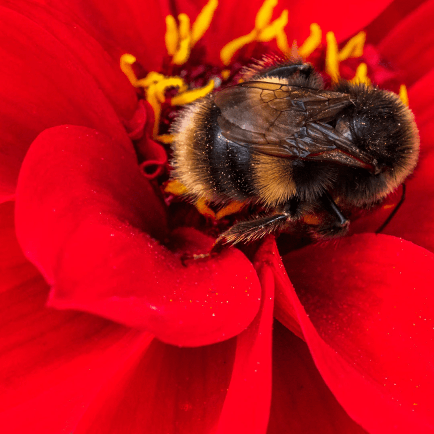 🐝 Senza insetti impollinatori non esiste&nbsp;agricoltura