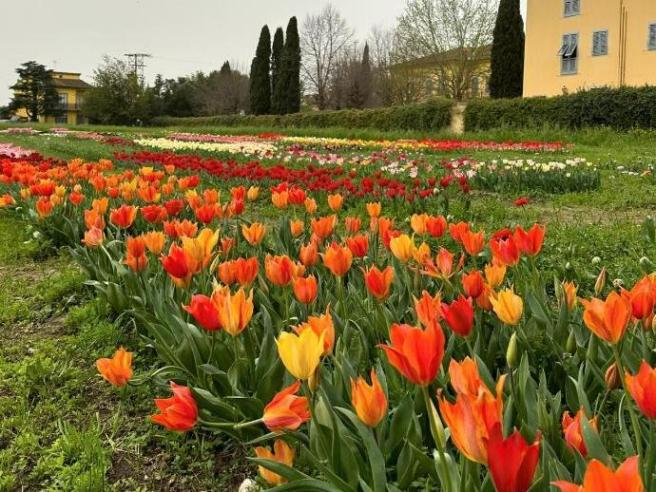Wander&Pick: il giardino dei tulipani che invita a passeggiare e&nbsp;raccogliere