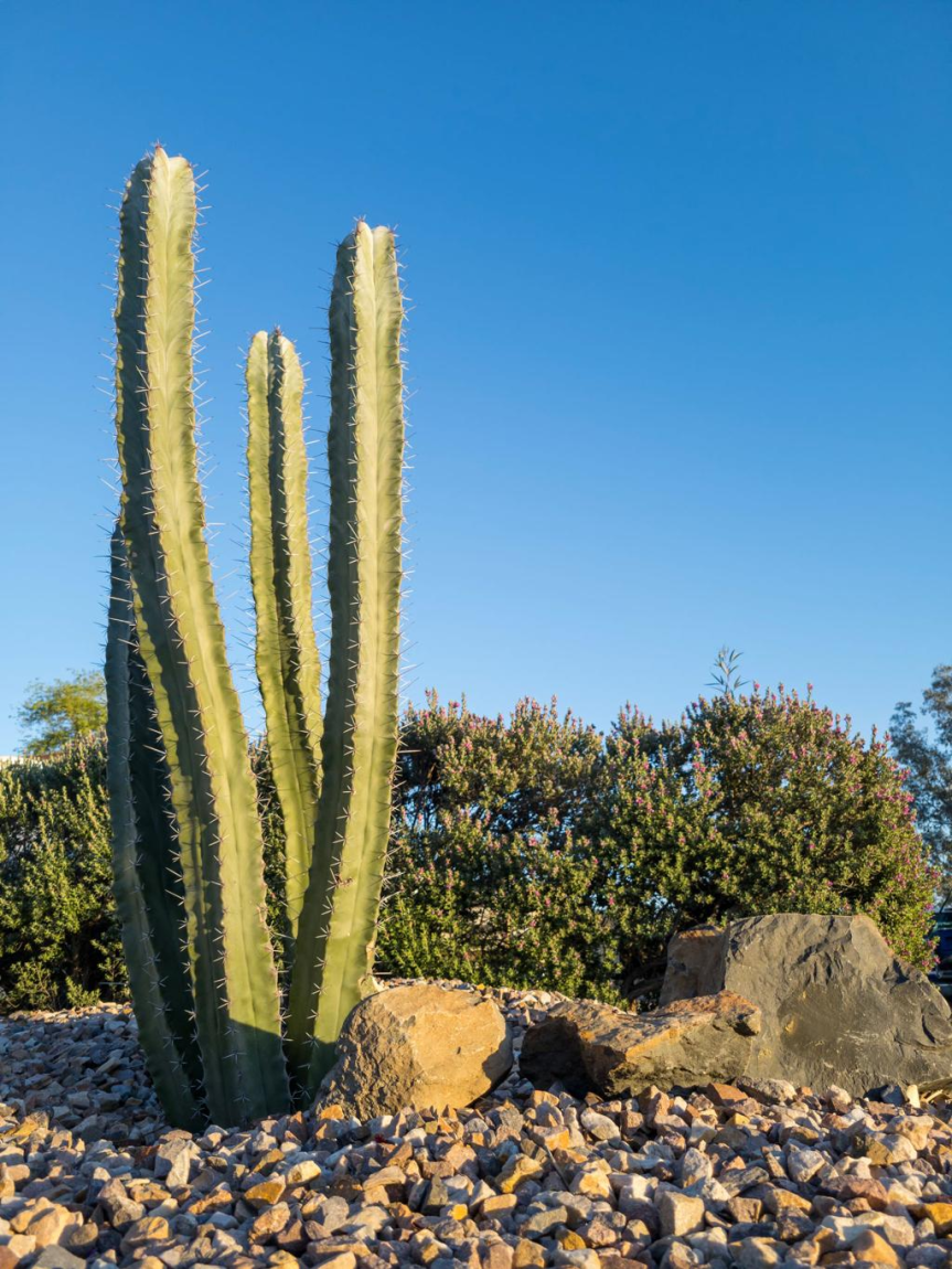 Evoluzione e diversificazione delle piante succulente: storia, morfologia e&nbsp;adattamenti