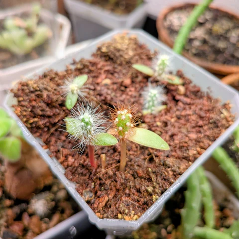 🌵 I fertilizzanti più utili nella coltivazione dei&nbsp;cactus