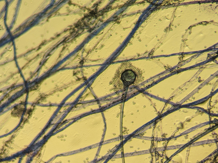 I principali gruppi di microrganismi che popolano il&nbsp;suolo