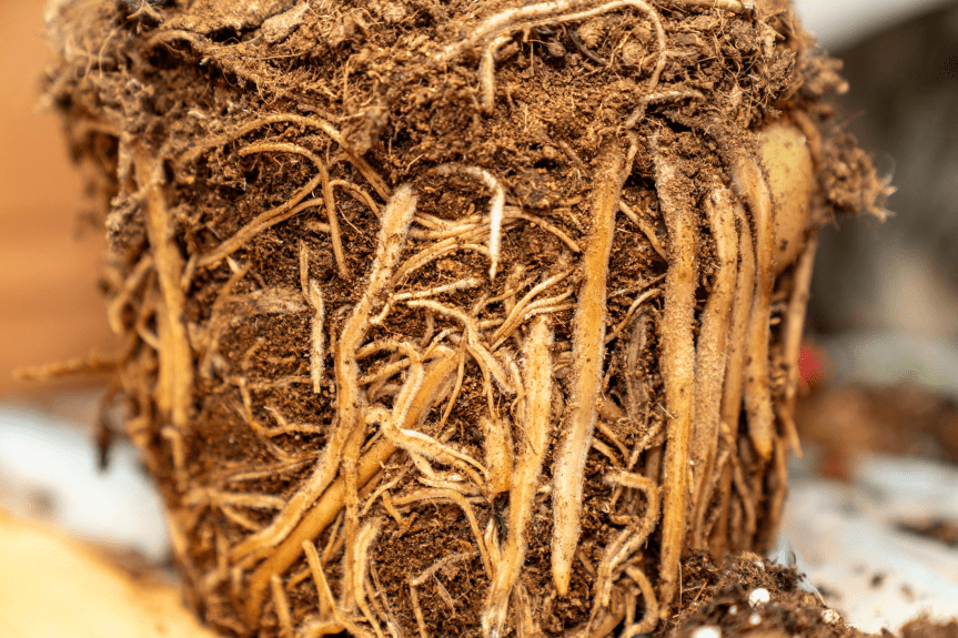 🌱 Come i microrganismi del suolo influenzano le proprietà nutrizionali delle piante&nbsp;ortive