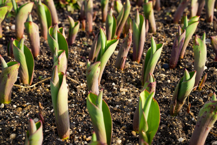 Perché i bulbi fioriscono prima di tutte le altre&nbsp;piante?